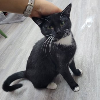 Beans Cat Cafe - Cute and friendly tuxedo cat - Themed Cafes Near Me - Beacon, New York