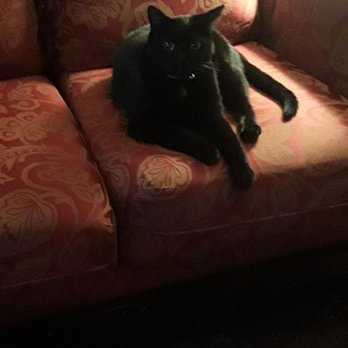 spcaLA - Somebody likes grandmas sofa - Pet Training Near Me - Long Beach, California spcaLA - Somebody likes grandmas sofa - Pet Training Near Me - Long Beach, California