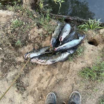 Fisherman's Retreat - Fish that we caught - Fishing Near Me - Redlands, California Fisherman's Retreat - Fish that we caught - Fishing Near Me - Redlands, California