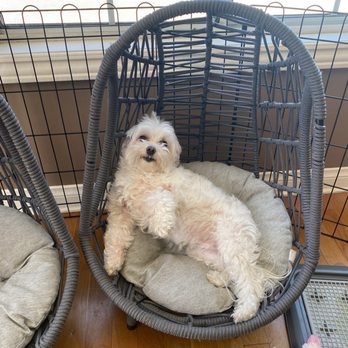 Grace Animal Hospital - Before and after surgery. - Veterinarians Near Me - Downey, California Grace Animal Hospital - Before and after surgery. - Veterinarians Near Me - Downey, California