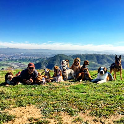 Pack Walks - Whether your dog just needs some exercise or needs work with behaving appropriately around other dogs, pack walks can benefit all. The dogs we work with are taught to walk properly (heel), while improving their social manners alongside other members of a pack. Plus they have a blast!