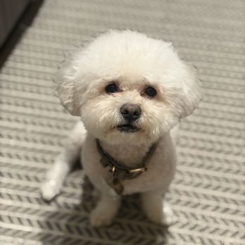 Super iDog Grooming - Pet Groomers Near Me - Ontario, California