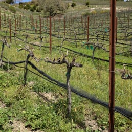 Bud break at the Parsonage winery estate Bud break at the Parsonage winery estate