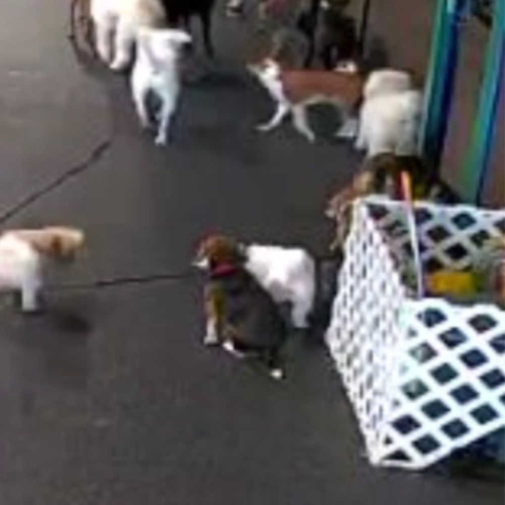 Collars Dog Resort - Pet Boarding Near Me - Kansas City, Missouri