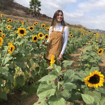 Pumpkin Station - Sunflower fields - Farms Near Me - Escondido, California