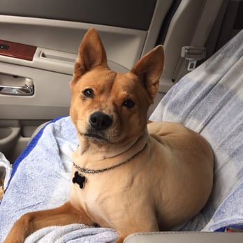 Petco - Coco after her grooming! - Pet Stores Near Me - Kapolei, Hawaii