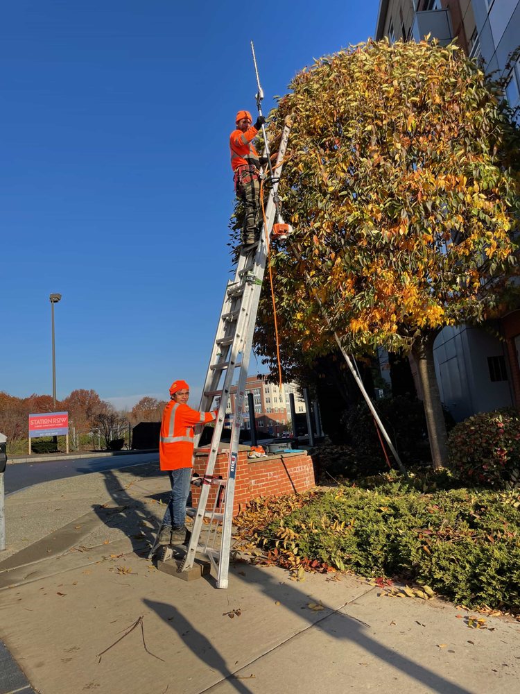 VNS Multiservices - tree service in Worcester, MA