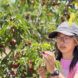 Kelsey Cherry Pickin' Farm