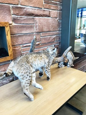 Kanab Visitor Center by null