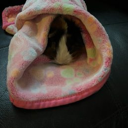 Muffin our baby we just lost but needed to set up an appointment to bring her in to arrange cremation with terrible lady Sarah Muffin our baby we just lost but needed to set up an appointment to bring her in to arrange cremation with terrible lady Sarah