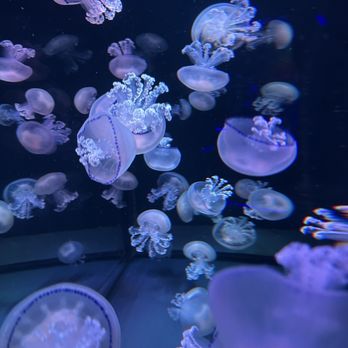 Jellyfish Museum - Museums Near Me - Pompano Beach, Florida Jellyfish Museum - Museums Near Me - Pompano Beach, Florida
