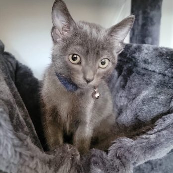 Catmandoo Rescue - When we first adopted him, nov 2022 - Pet Adoption Near Me - Hawthorne, California
