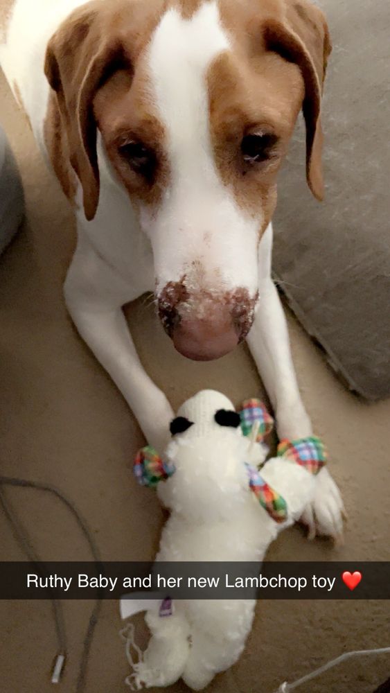 BRANDYWINE VALLEY SPCA Updated September 2024 17 Photos 1757