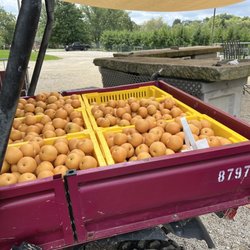 Weymouth Farms & Orchard, Winery - asian pears