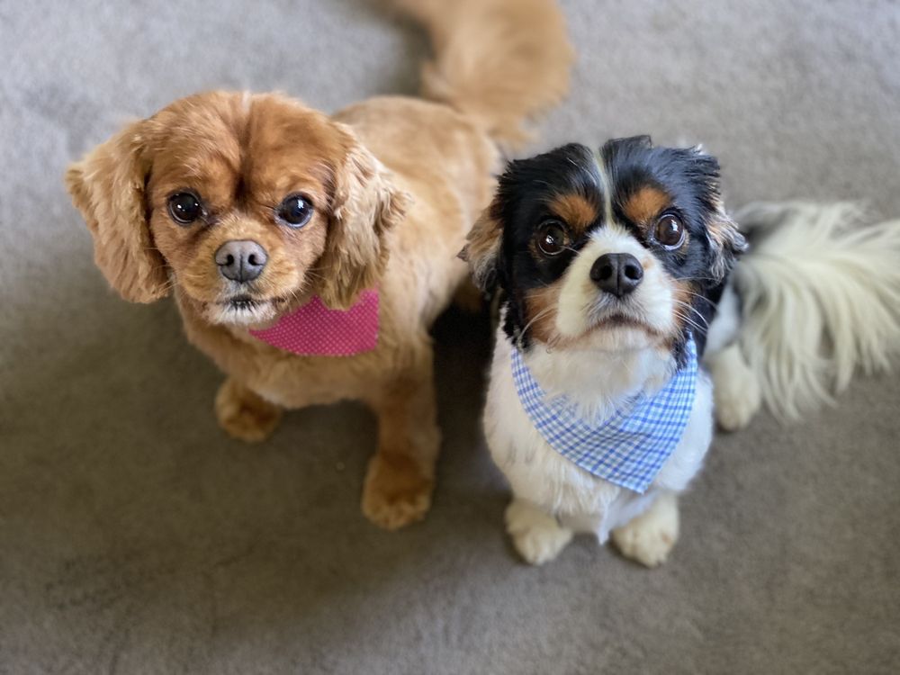 TLC DOGGY DAY SPA INC Updated September 2024 32 Photos & 45 Reviews