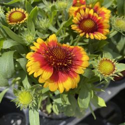 Alexander Farm Market and Greenhouses - Large pots of healthy flowers.