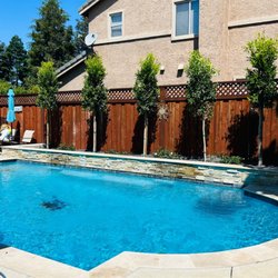 Perez Nursery & Landscaping - Hollywood Ficus trees