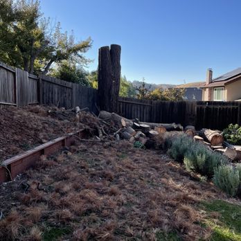 Better City Tree Services Inc. - Tree Services Near Me - Martinez, California