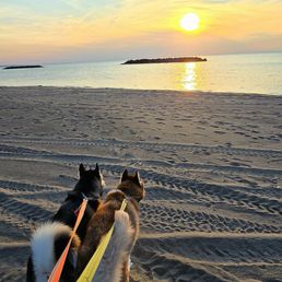 Dog friendly section of beach Dog friendly section of beach
