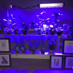 Houseplant Hospital - Basking in the indiglo
