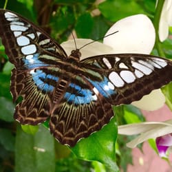 Parc Floral de la Source - Beautiful butterflies!