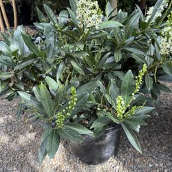 Pomarius Nursery