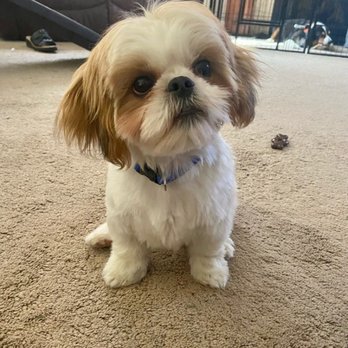 Shannon’s Grooming - Pet Groomers Near Me - West Richland, Washington
