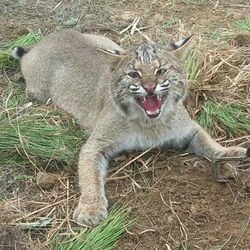 DJ's Wildlife Removal - Bobcat wreaking havoc on the deer and turkey population.