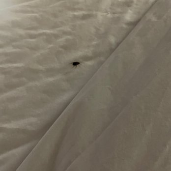 Red Roof Inn - A lovely bed bug found within minutes of entering the room. - Hotels Near Me - Lansing, Illinois Red Roof Inn - A lovely bed bug found within minutes of entering the room. - Hotels Near Me - Lansing, Illinois