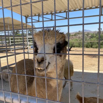 Sugarplum Zoo - Just smiling at us ... - Chocolatiers & Shops Near Me - Temecula, California