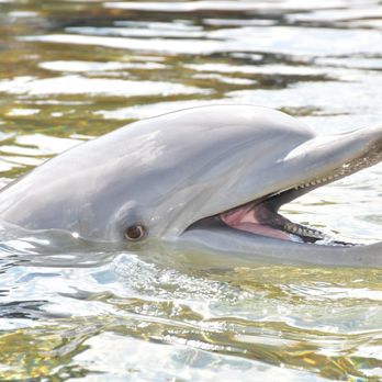 Discovery Cove - Amusement Parks Near Me - Orlando, Florida