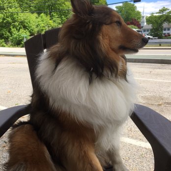Kittery Animal Hospital - Hidalgo - Veterinarians Near Me - Kittery, Maine Kittery Animal Hospital - Hidalgo - Veterinarians Near Me - Kittery, Maine