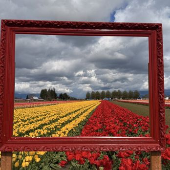 Tulip Town - Photo opp - Botanical Gardens Near Me - Mount Vernon, Washington Tulip Town - Photo opp - Botanical Gardens Near Me - Mount Vernon, Washington