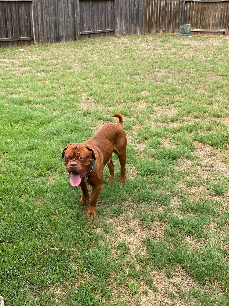 TOMBALL PET RESORT LOUETTA Updated June 2024 79 Photos & 16 Reviews