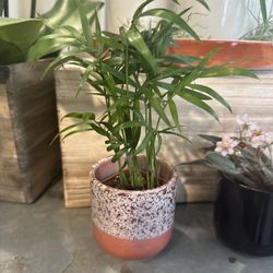 Broadway Terrace Nursery - Beautiful!!!