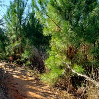 Buescher State Park - Some of the newly planted trees are taller than the regular hiker already. - Parks Near Me - Smithville, Texas Buescher State Park - Some of the newly planted trees are taller than the regular hiker already. - Parks Near Me - Smithville, Texas