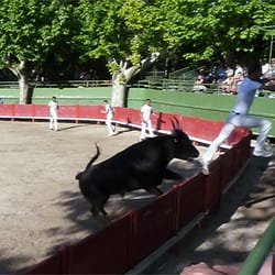 Courses Camarguaises