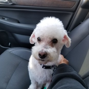 All About Paws Pet Spa - Pet Groomers Near Me - Upland, California All About Paws Pet Spa - Pet Groomers Near Me - Upland, California