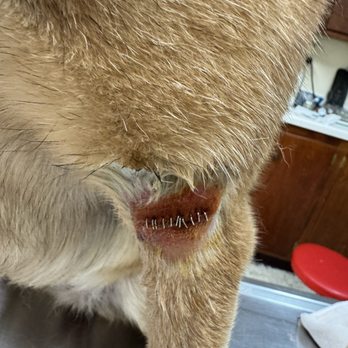 Thomas Veterinary Hospital - Stapled nicely ! - Veterinarians Near Me - Downey, California Thomas Veterinary Hospital - Stapled nicely ! - Veterinarians Near Me - Downey, California