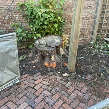 DK Stump Grinding - Tree Services Near Me