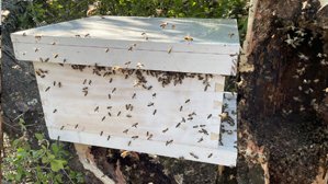 Save The Bees USA by null