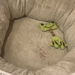 Blood stains on bed from laying