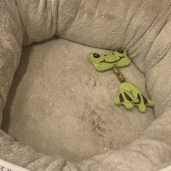 Petrichor Pet Salon - Blood stains on bed from laying - Pet Groomers Near Me - Irvine, California Petrichor Pet Salon - Blood stains on bed from laying - Pet Groomers Near Me - Irvine, California