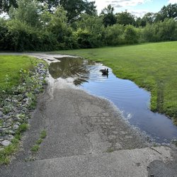 Flooded cart path being used by local wildlife