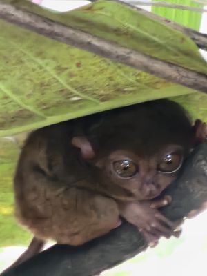 Philippine Tarsier Sanctuary by null