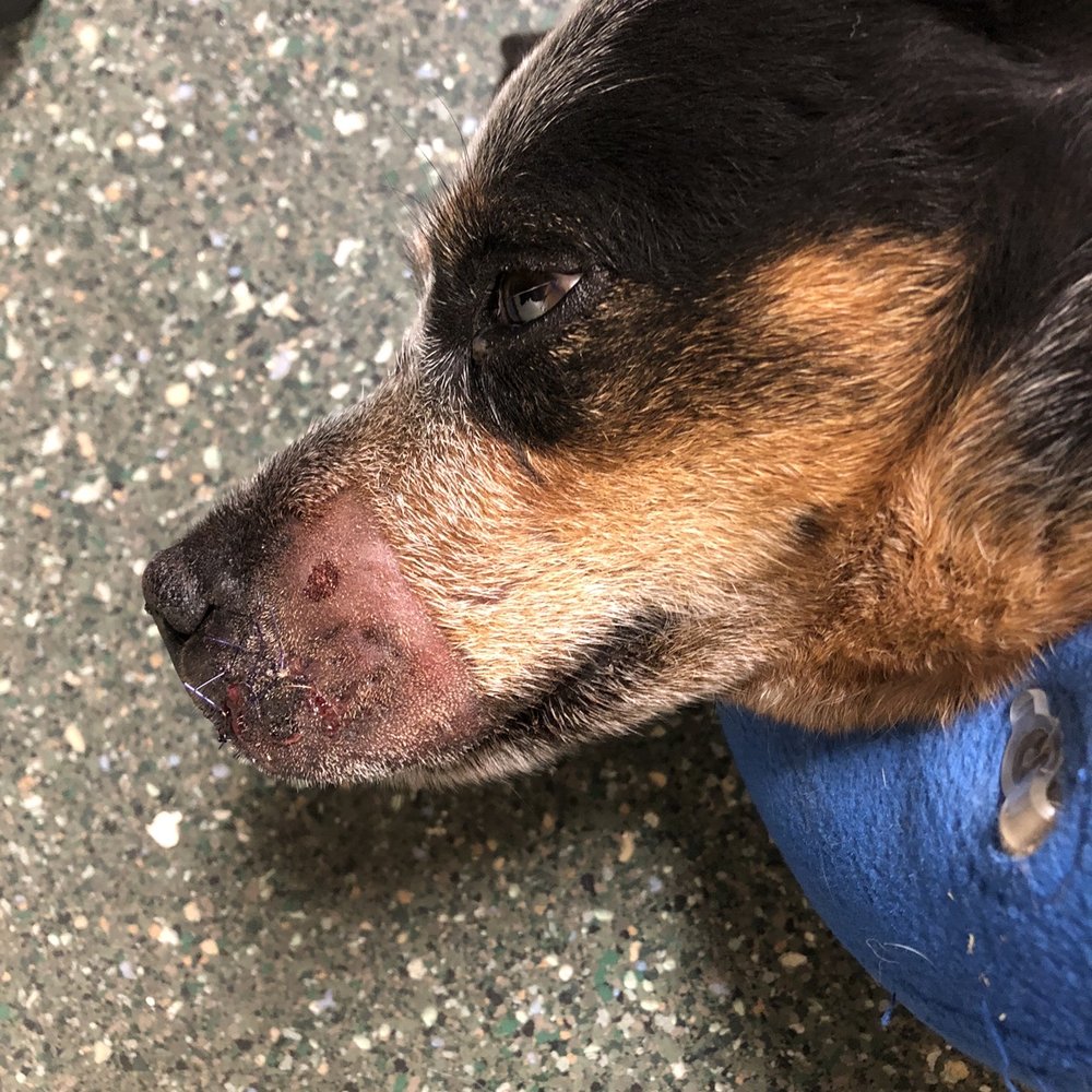 Taylor Veterinary Emergency - After surgery! - Veterinarians Near Me - Turlock, California Taylor Veterinary Emergency - After surgery! - Veterinarians Near Me - Turlock, California