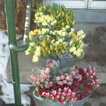 Zocalo - Florists Near Me - Edmonton, Alberta
