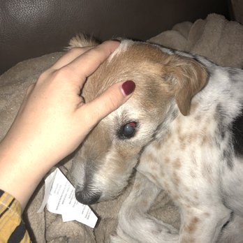For Pets’ Sake - Broken blood vessels in her eyes because of the negligence of the staff. - Pet Groomers Near Me - Alexandria, Virginia
