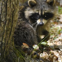 Straight Lake State Park - Racoon.