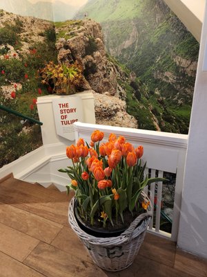 Amsterdam Tulip Museum by null